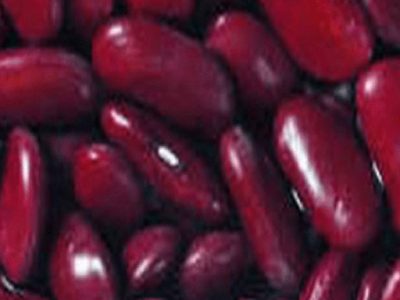 Kidney-bean
